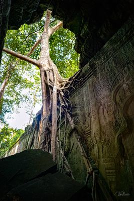 Ta Prohm Temple