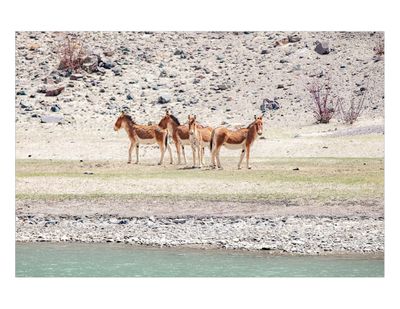 Ladakhi Wild Ass