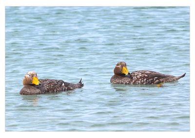 Yellow-Billed Pintail