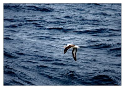 black-browed albatross