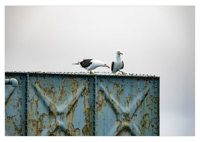 Antarctic Gulls