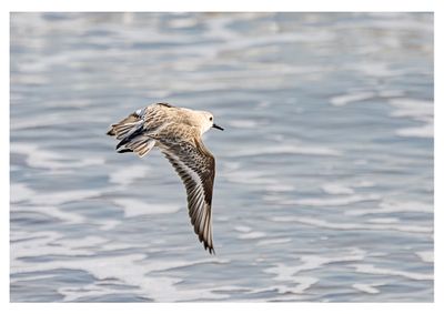 Sanderling
