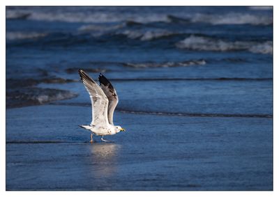 Herring Gull