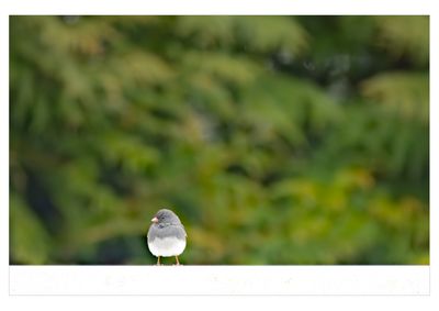 Dark Eyed Junco 