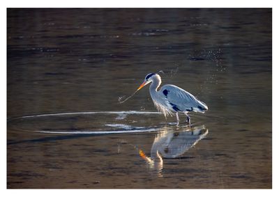 Great Blue Heron