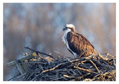 Osprey 