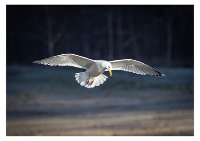 Herring Gull