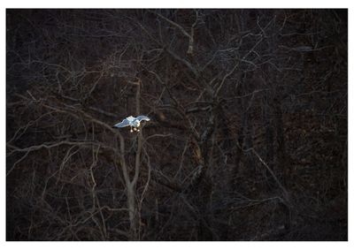 Herring Gull
