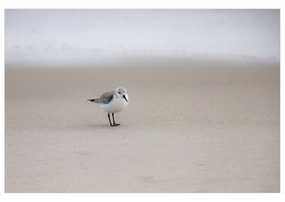 Sanderling 