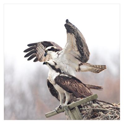 Ospreys