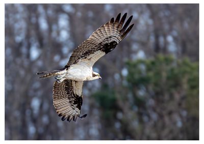 Osprey