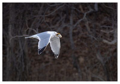 Herring Gull