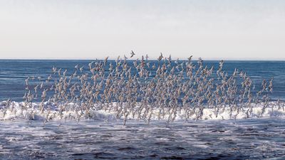 Sanderlings