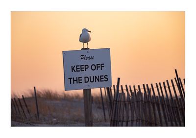 Herring Gull