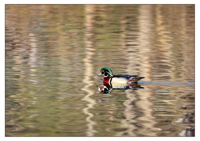 Wood Duck 