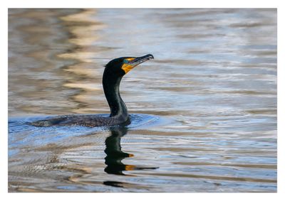 Cormorant