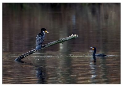 Cormorants