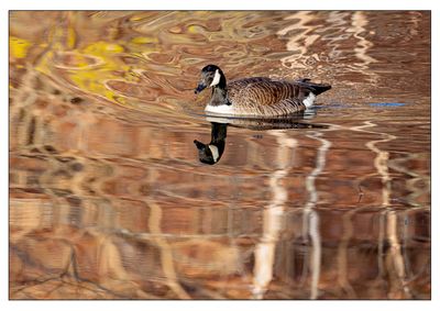 Canadian Geese