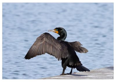 Cormorant