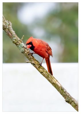 Cardinal