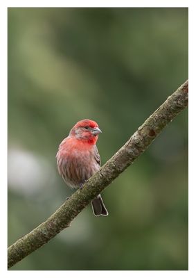 Finch