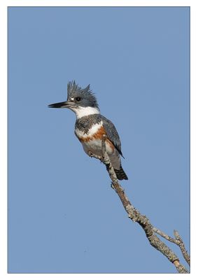 Belted Kingfisher