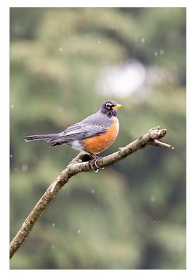 Red Robin