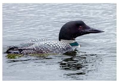 Common Loon
