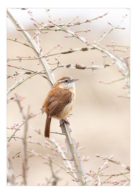 Carolina  Wren