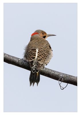 Northern Flicker