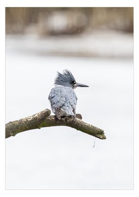 Belted Kingfisher