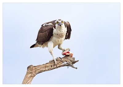  Osprey