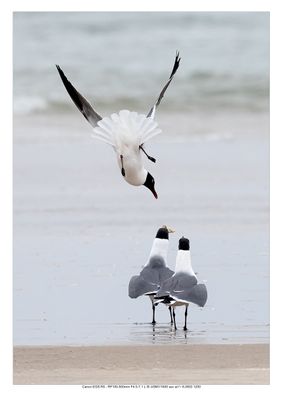 The Laughing Gulls