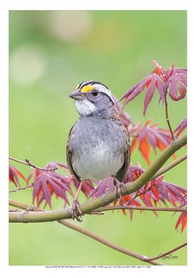 White throated sparrow 