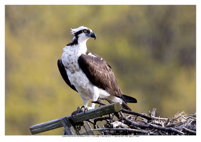 Osprey 