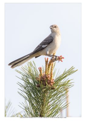 Northern Mockingbird