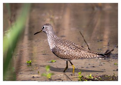 Lesser Yellowlegs
