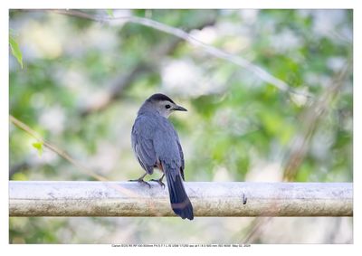 Gray Catbird