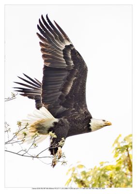 Bald Eagle