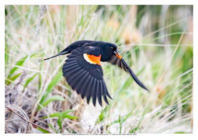 Red Winged Black Bird