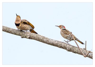 Northern Flicker