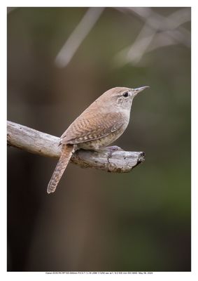 House Wren 