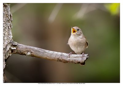 House Wren 