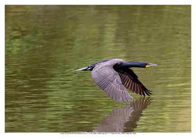 Cormorant