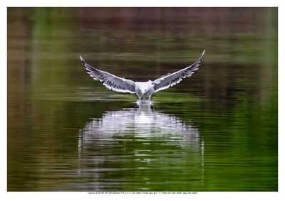 Gull Landing