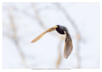 Common Starling 