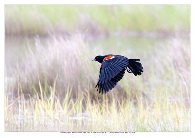 Red Winged Blackbird