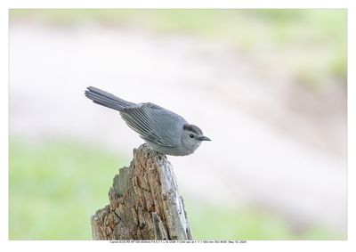 Gray Catbird