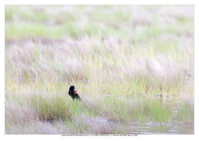 Red Winged Blackbird