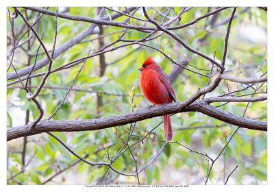 Cardinal 